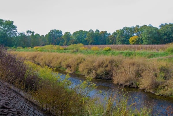 Switchgrass & Other Native Warm Season Grasses in Riparian Buffers
