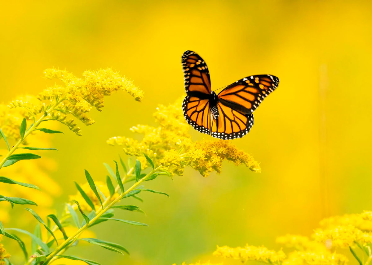 Monarch butterfly on a yellow plant