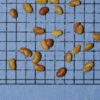 Medicago sativa (Alfalfa) seed