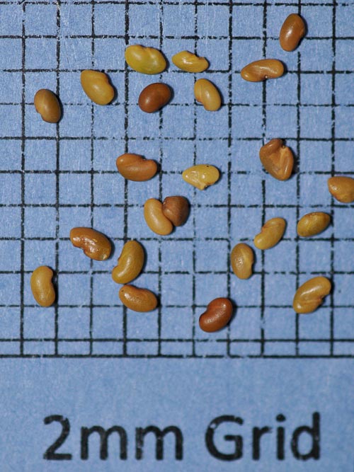 Medicago sativa (Alfalfa) seed