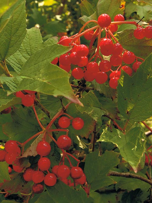 Viburnum trilobum (American Cranberry) fruit