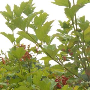 Viburnum trilobum (American Cranberry) leaf & stem