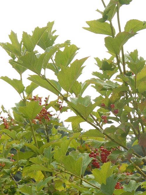 Viburnum trilobum (American Cranberry) leaf & stem