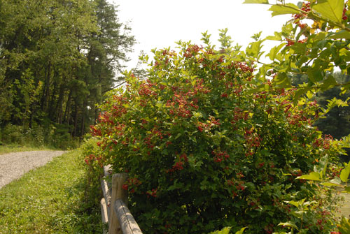 Viburnum trilobum (American Cranberry) whole plant - summer
