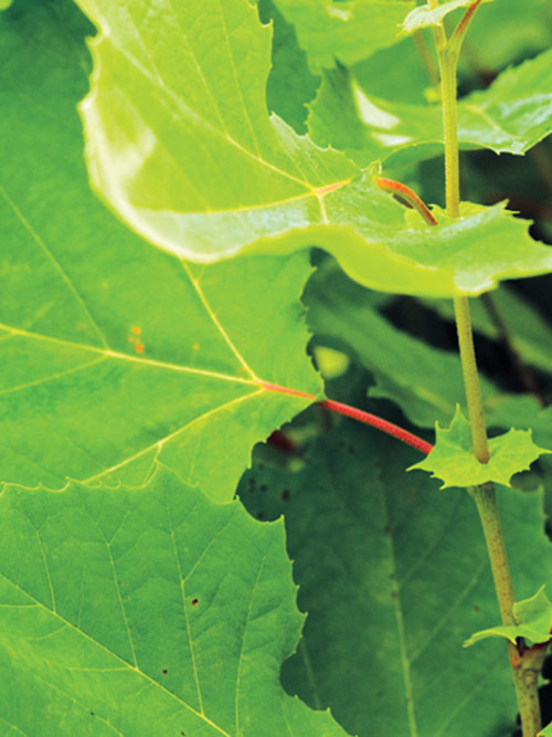 Platanus occidentalis (American Sycamore) leaf & stem