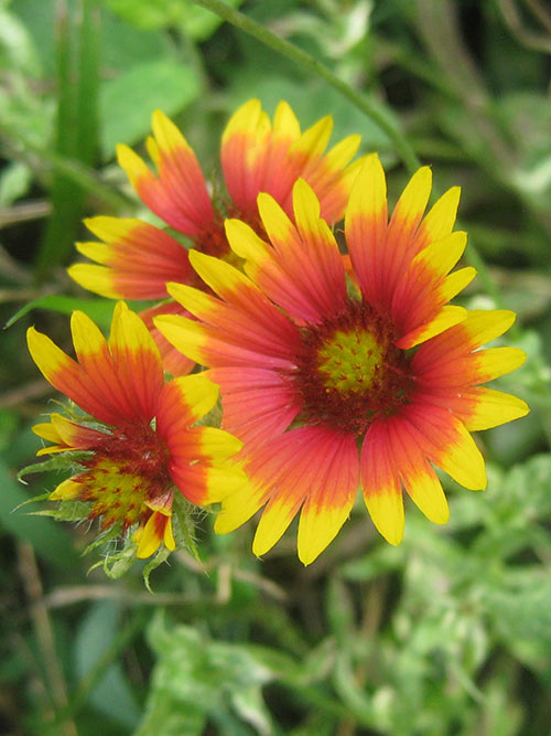 Image of Gaillardia annual