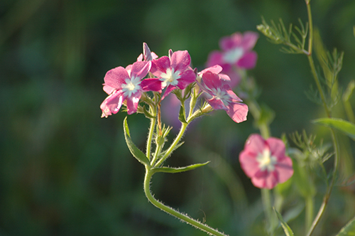 Phlox drummondii (Annual Phlox) bloom close-up