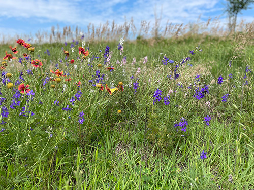 (Annual Wildflower Mix) first year