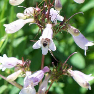 Penstemon laevigatus (Appalachian Beardtongue) bloom