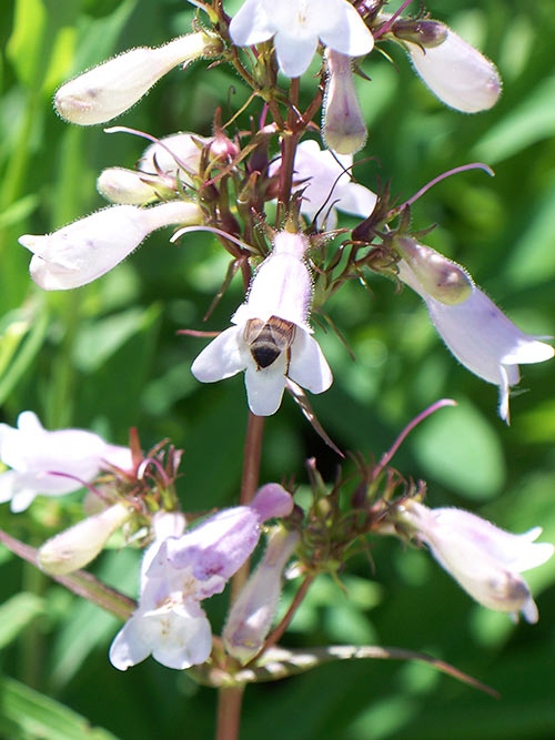 Penstemon laevigatus (Appalachian Beardtongue) bloom