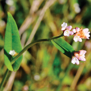 Polygonum sagittatum, PA Ecotype (Arrowleaf Tearthumb, PA Ecotype) bloom
