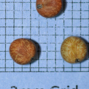 Pisum arvense (Austrian Winter Pea) seed