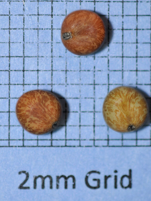Pisum arvense (Austrian Winter Pea) seed