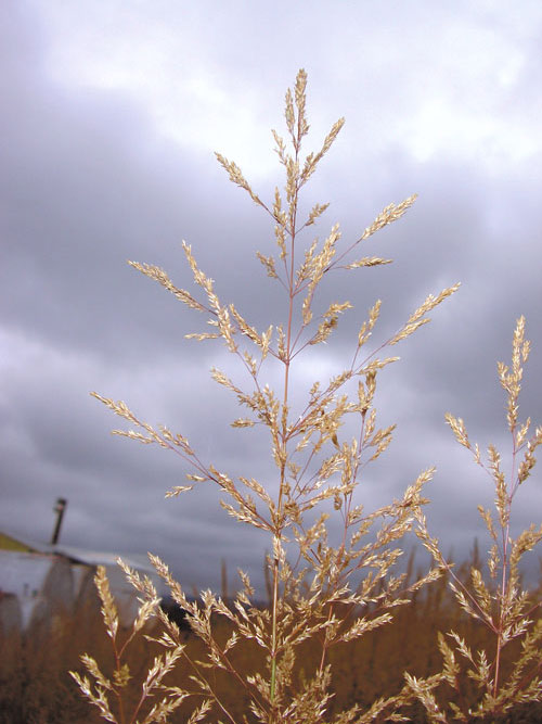Agrostis perennans, Albany Pine Bush-NY Ecotype (Autumn Bentgrass, Albany Pine Bush-NY Ecotype) seed head
