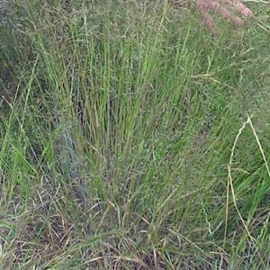 Agrostis perennans, Albany Pine Bush-NY Ecotype (Autumn Bentgrass, Albany Pine Bush-NY Ecotype) whole plant/field shot