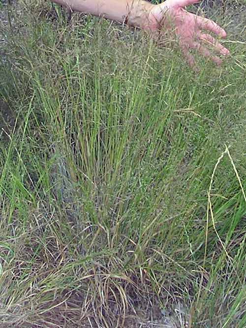 Agrostis perennans, Albany Pine Bush-NY Ecotype (Autumn Bentgrass, Albany Pine Bush-NY Ecotype) whole plant/field shot