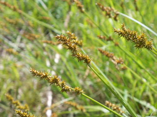 Carex stipata, PA Ecotype (Awl Sedge, PA Ecotype) seed head