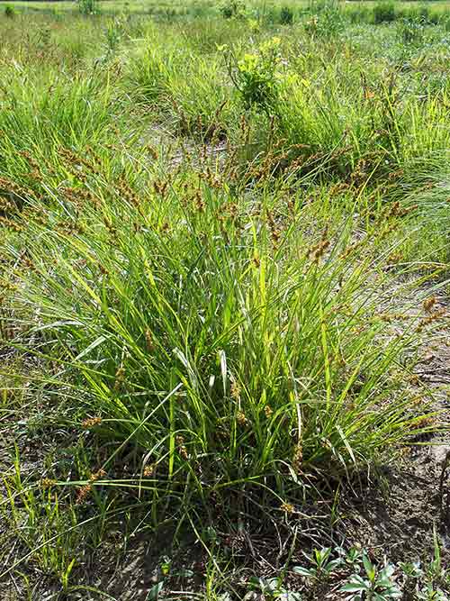 Carex stipata, PA Ecotype (Awl Sedge, PA Ecotype) whole plant/field shot