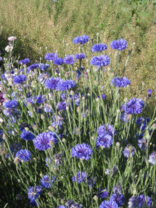 thumbnail image 2 of 300 Bachelor Button Tall Mixed Flower Seeds – USA Grown, New Crop 2 of 4