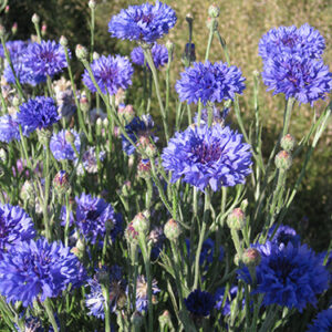 Centaurea cyanus - Mixed (Bachelor's Button - Mixed) bloom close-up