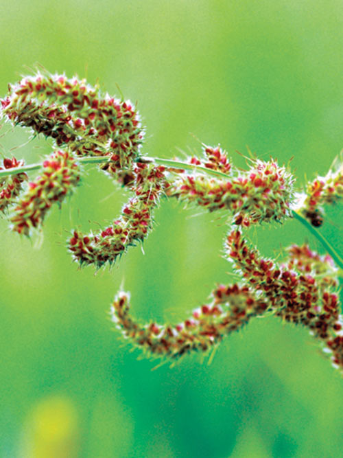 Echinochloa muricata (Barnyardgrass) seed head