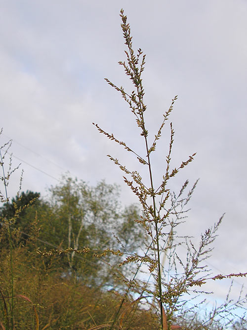 Panicum anceps, Eastern Shore MD Ecotype (Beaked Panicgrass, Eastern Shore MD Ecotype) seed head
