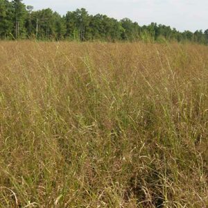 Panicum anceps, SC Ecotype (Beaked Panicgrass, SC Ecotype) whole plant/field shot