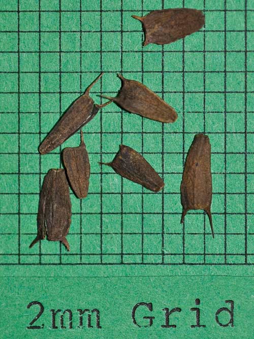 Bidens frondosa, PA Ecotype (Beggartick, PA Ecotype) seed