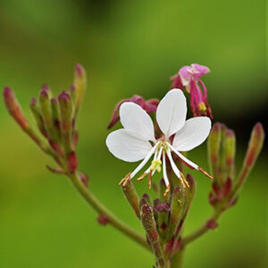 Gaura biennis (Biennial Beeblossom) bloom close-up