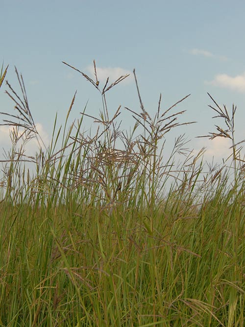 Andropogon gerardii, 'Pawnee' (Big Bluestem, 'Pawnee') vegetative whole plant