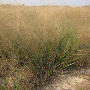 Eragrostis hirsuta, VA Ecotype (Bigtop Lovegrass, VA Ecotype) production field
