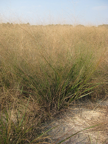 Eragrostis hirsuta, VA Ecotype (Bigtop Lovegrass, VA Ecotype) production field