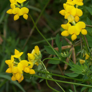 Lotus corniculatus, Variety Not Stated (Bird's Foot Trefoil, Variety Not Stated) bloom close-up
