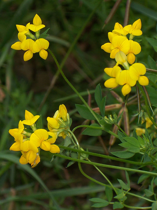 Lotus corniculatus, Variety Not Stated (Bird's Foot Trefoil, Variety Not Stated) bloom close-up