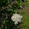 Aronia melanocarpa, OH Ecotype (Black Chokeberry, OH Ecotype) bloom