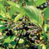 Aronia melanocarpa, OH Ecotype (Black Chokeberry, OH Ecotype) fruit