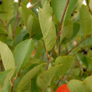 Aronia melanocarpa, OH Ecotype (Black Chokeberry, OH Ecotype) leaf & stem
