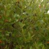 Aronia melanocarpa, OH Ecotype (Black Chokeberry, OH Ecotype) whole plant - summer