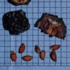 Aronia melanocarpa, OH Ecotype (Black Chokeberry, OH Ecotype) seed
