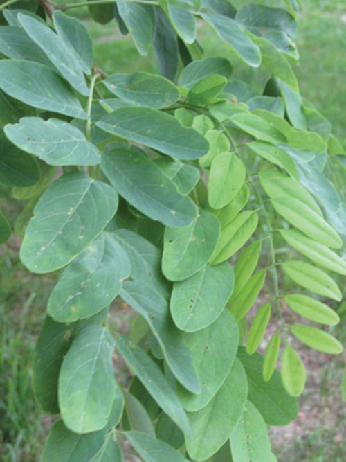 Robinia pseudoacacia (Black Locust) leaf & stem