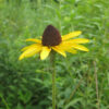 Rudbeckia hirta (Blackeyed Susan) bloom