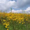 Rudbeckia hirta (Blackeyed Susan) whole plant/field shot