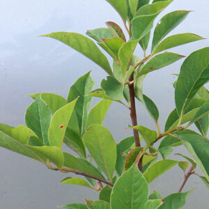 Nyssa sylvatica, PA Ecotype (Blackgum, PA Ecotype) leaf & stem