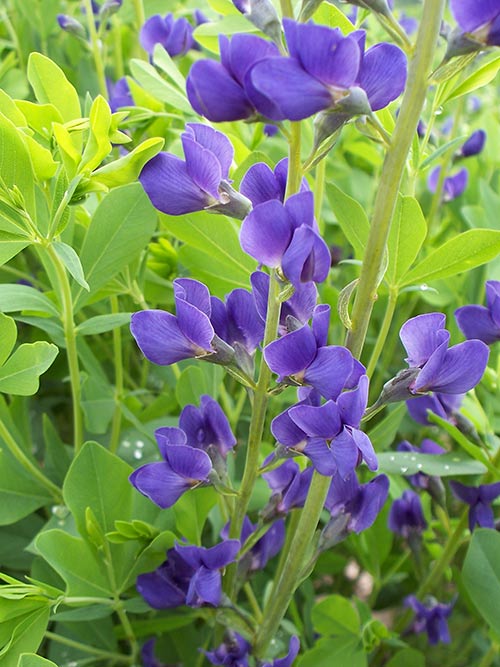 Baptisia australis (Blue False Indigo) bloom close-up