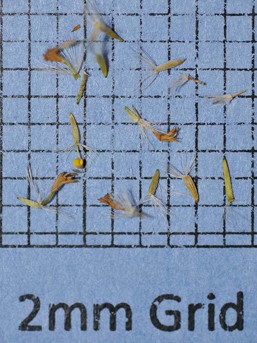 Solidago caesia, PA Ecotype (Blue Stem Goldenrod, PA Ecotype) seed