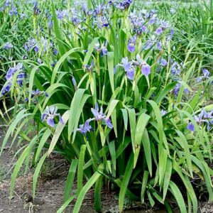 Iris versicolor (Blueflag) whole plant/field shot