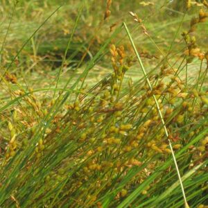 Carex scoparia, PA Ecotype (Blunt Broom Sedge, PA Ecotype) whole plant/field shot