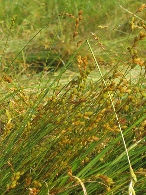 Carex scoparia, PA Ecotype (Blunt Broom Sedge, PA Ecotype) whole plant/field shot