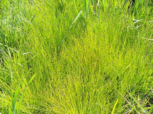 Eleocharis obtusa (Blunt Spikerush) full bloom