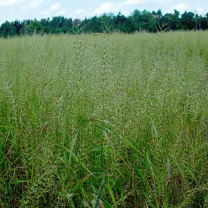 Elymus hystrix, PA Ecotype (Bottlebrush Grass, PA Ecotype) whole plant/field shot